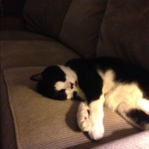 Meet your Posher, Lucy